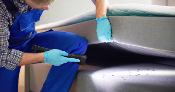 Best Wasp Removal Services  in Saddlebrooke, AZ
